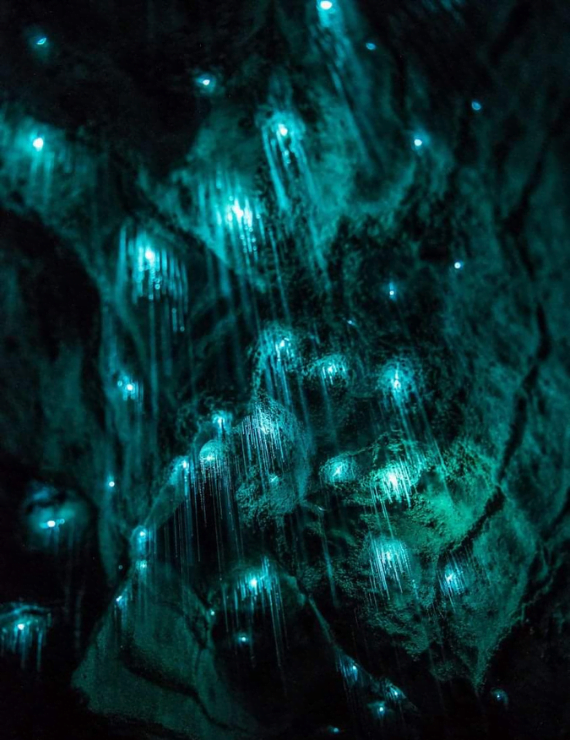 Esencia del Mundo Natural