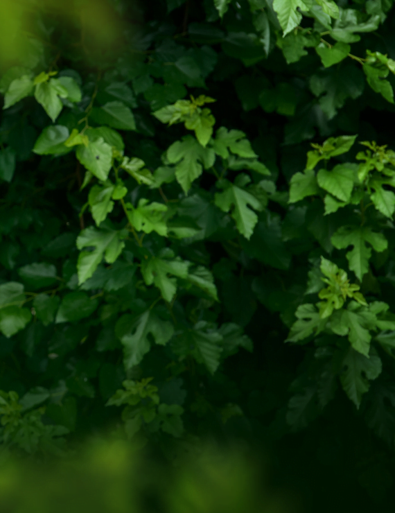 Maravillas Indómitas